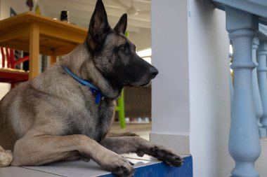 Verandada yatan çoban köpeği. Bekçi köpeği..