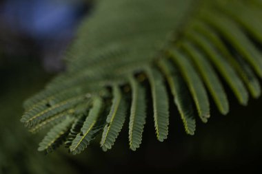 Yeşil tropikal yaprak. - Yakın çekim. Seçici odak.