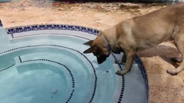 犬は水泳プールからボールをキャッチしたい. — ストック動画