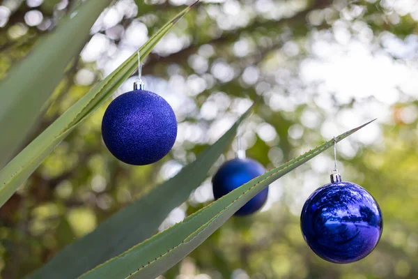 Agave plante est décorée avec des boules de Noël. Vacances de Noël. — Photo