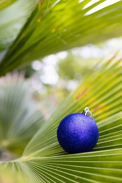 Boule bleue de Noël entre les feuilles de palmier. Noël sous les tropiques. — Photo