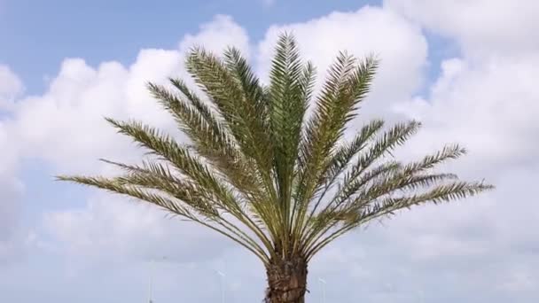 Tropische Landschaft mit Palme auf blauem Himmel Hintergrund. — Stockvideo