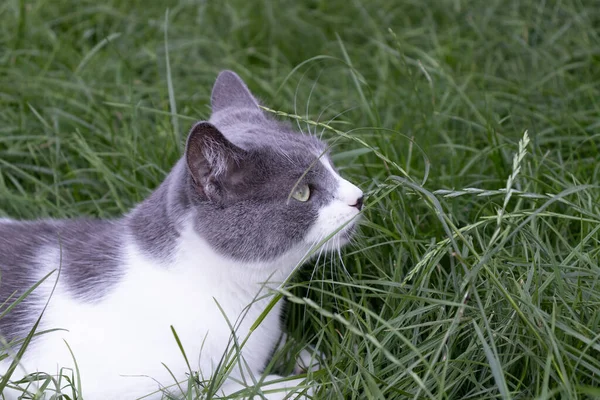 Ritratto del gatto sdraiato sull'erba verde. gatto domestico all'aperto. — Foto Stock