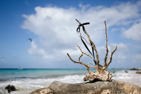 Martwy koral na plaży z czarną wstążką.. — Zdjęcie stockowe