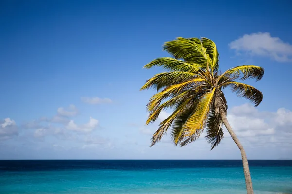 青い空にヤシの木と紺碧の海の背景. — ストック写真