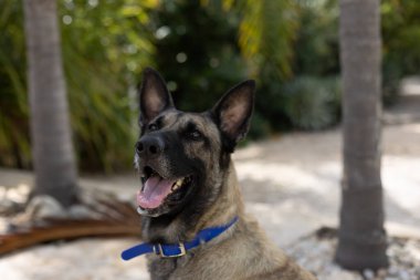 Açık ağızlı çoban köpeği portresi tropik bir bahçede köpek resmi..