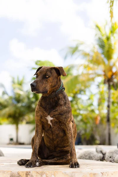 Retrato del perro custodiando en un jardín. Perro está sentado cerca de palmeras. —  Fotos de Stock