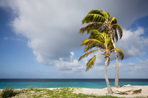 Дві пальми на піщаному пляжі . — стокове фото