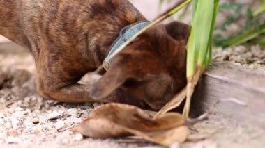 Bahçede köpek avlayan fareler. Seçici odak.