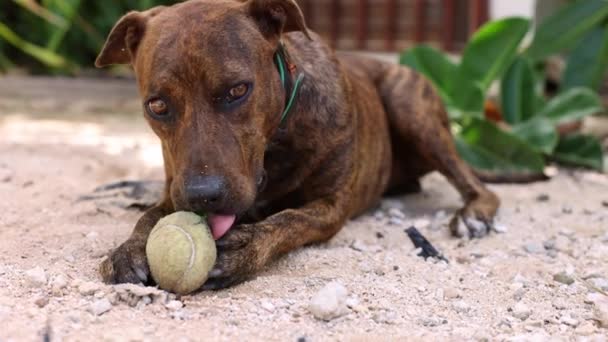 Hunden biter tennisbollen. Amerikanska Staffordshire terrier. 4K — Stockvideo