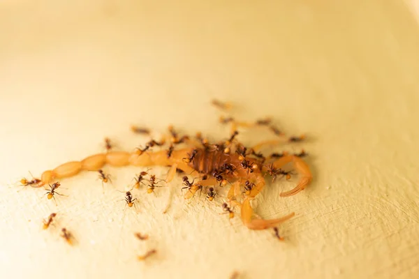 Escorpión está comiendo por las hormigas. Vida silvestre de insectos. Macro, enfoque selectivo. —  Fotos de Stock
