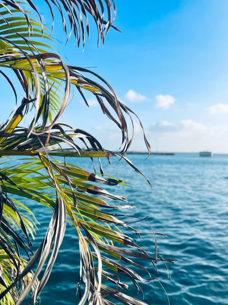Вид на море через пальмовые листья. — стоковое фото