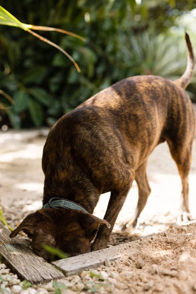 Terrier di Amstaff che caccia topi in un giardino. Foto Stock