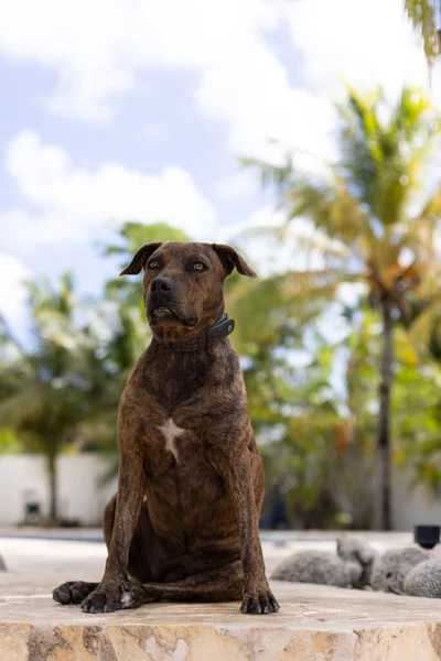 El perro está sentado cerca de palmeras. Retrato del perro custodiando un jardín. —  Fotos de Stock