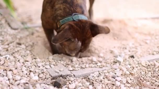 Amstaff terrier maakt gaatjes in een tuin. — Stockvideo