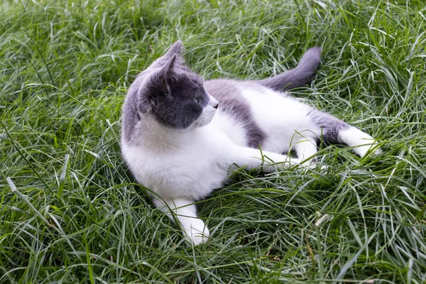 Katten ligger på grönt gräs. Huskatt utanför — Stockfoto