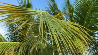 Palmiye yaprağı mavi gökyüzü arkaplanına yakın. Kameranın hareketi.