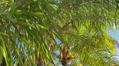 Palmiye yaprakları mavi gökyüzü arka planına yakın çekim yapar. 4K