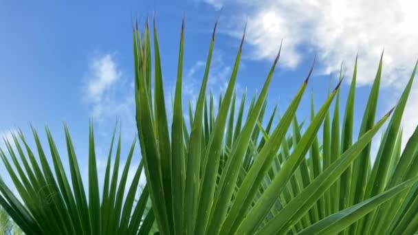 Palmenblätter in Nahaufnahme vor blauem Himmel mit Wolkenhintergrund. Zeitlupe der Kamera. — Stockvideo