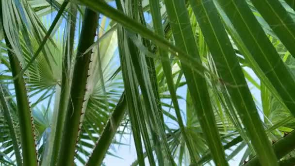 Palm leaves closeup waving from the wind against blue sky. Motion of the camera. — стоковое видео