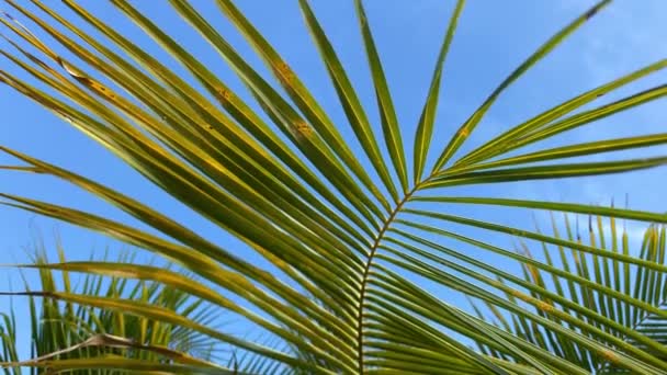 Palm leaf closeup on a blue sky background. Slow motion of the camera. — стоковое видео