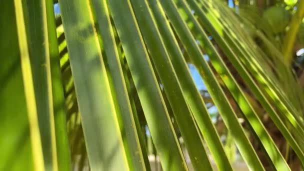 Güneş ışığında tropik hindistan cevizi palmiyesi yaprağı. Kameranın hareketi. — Stok video