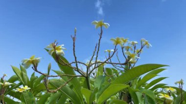 Frangipani sarı çiçekleri. Çiçekli tropikal ağaç dalı.