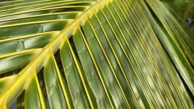 Tropik hindistan cevizi palmiyesi yaprağı yakın plan. Kameranın hareketi.