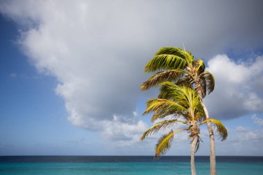 Mavi gökyüzünde iki palmiye ağacı ve masmavi deniz arka planında. 