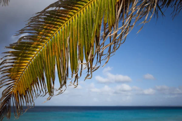 Palmblad på en turkos hav bakgrund. — Stockfoto