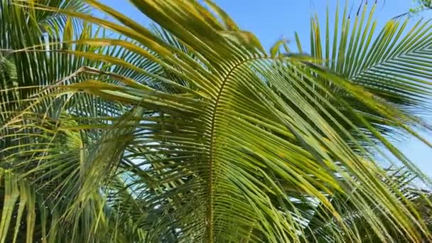 Liść palmy zbliżenie na tle niebieskiego nieba. Ruch kamery. — Wideo stockowe