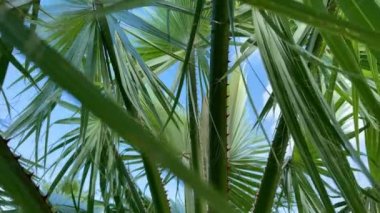 Palmiye yaprakları mavi gökyüzüne karşı rüzgardan el sallıyor. 4K