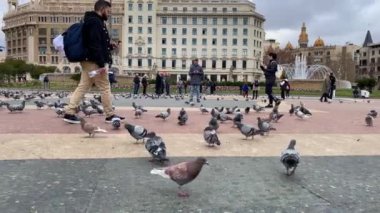  Barcelona 'daki Catalunya Meydanı' nda bir güvercin sürüsü.