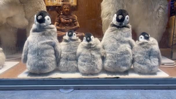 4K. Fluffy soft toy penguins dancing on a windowsill of a souvenir shop. — Stock video