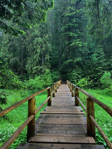 stock image Small wooden bridge to the forest. Nature, forest background.