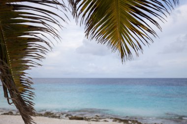 Palmiye yapraklarının arasından sahile bak. Sabah denizi.