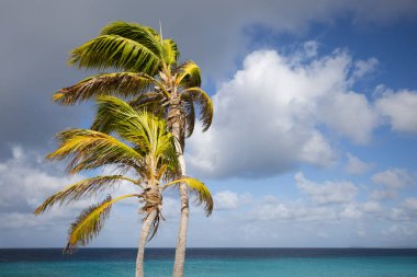  Mavi gökyüzünde iki palmiye ağacı ve masmavi deniz arka planında. 