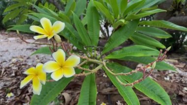 Frangipani sarı çiçekleri. Çiçekli tropikal ağaç dalı.