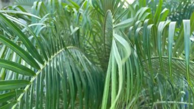 Rüzgardan sallanan palmiye yaprakları. - Yakın çekim. Seçici odaklanma. 4K