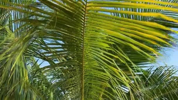 Feuille de palmier gros plan sur un fond bleu ciel. Mouvement de la caméra. — Video