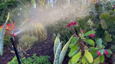 Lawn irrigation system, lawn sprinkler for watering grass and flowers in operation. Motion of the camera. 4k footage.