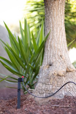 Bitkileri sulamak için sulama sistemi. Otomatik fıskiye