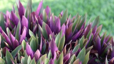 Tradescantia. Parkta mor yapraklı tropik bitki. Kameranın hareketi. 4k görüntü