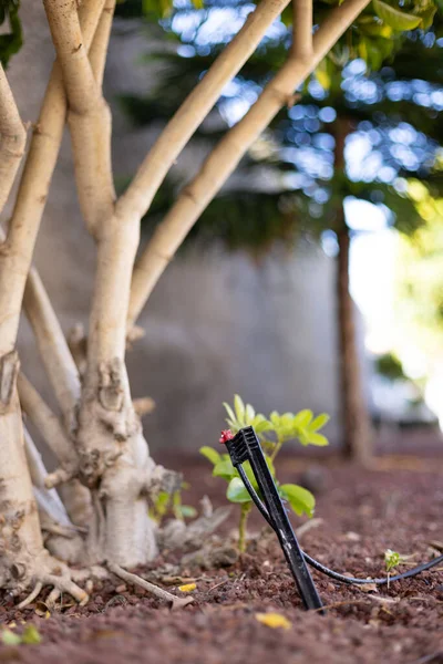 Bitkileri sulamak için sulama sistemi. Otomatik fıskiye