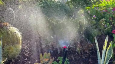 Çim sulama sistemi, çimenleri sulama fıskiyesi ve çiçekleri çalıştırmak için. Kameranın hareketi. 4k görüntü.