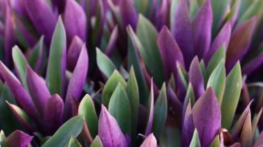 Tradescantia. Parkta mor yapraklı tropik bitki. Kameranın hareketi. 4k görüntü
