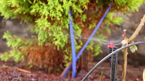 Sistema Irrigazione Irrigazione Piante Irrigatore Automatico Filmati — Video Stock
