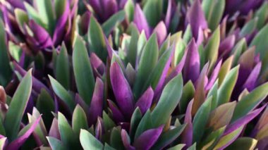 Tradescantia. Parkta mor yapraklı tropik bitki. Kameranın hareketi. 4k görüntü
