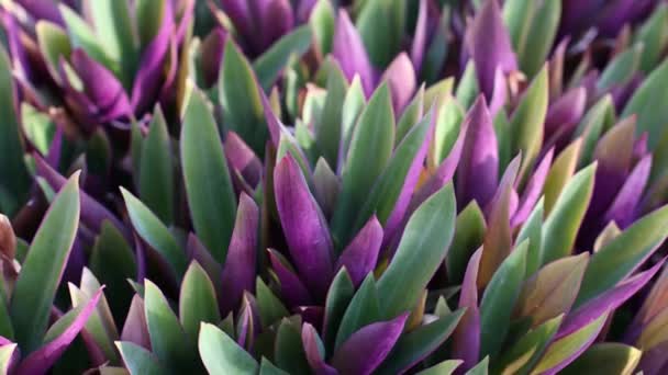 Tradescantia 公园里有紫色叶子的热带植物 摄像机的运动 4K镜头 — 图库视频影像