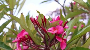 Bir demet pembe Frangipani veya plumeria tropikal çiçekleri bahçede rüzgarda sallanıyor. 4k görüntü